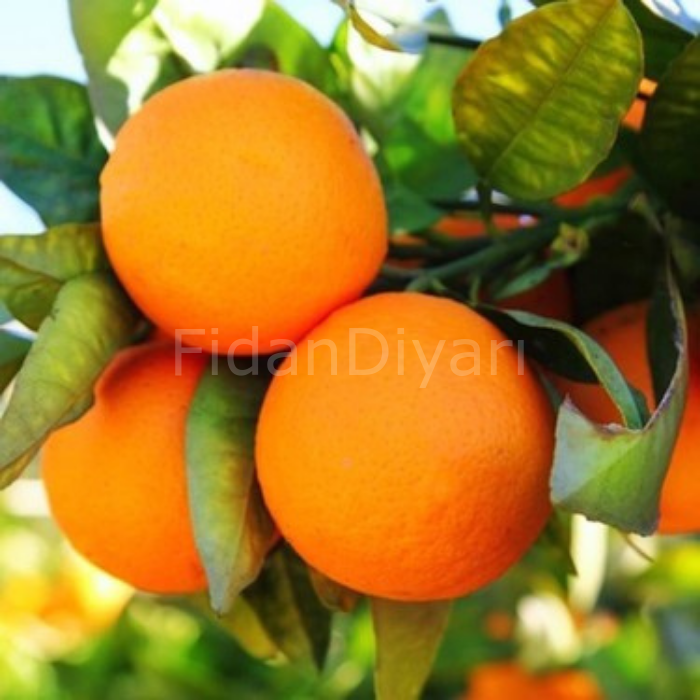 Picture of Washinton