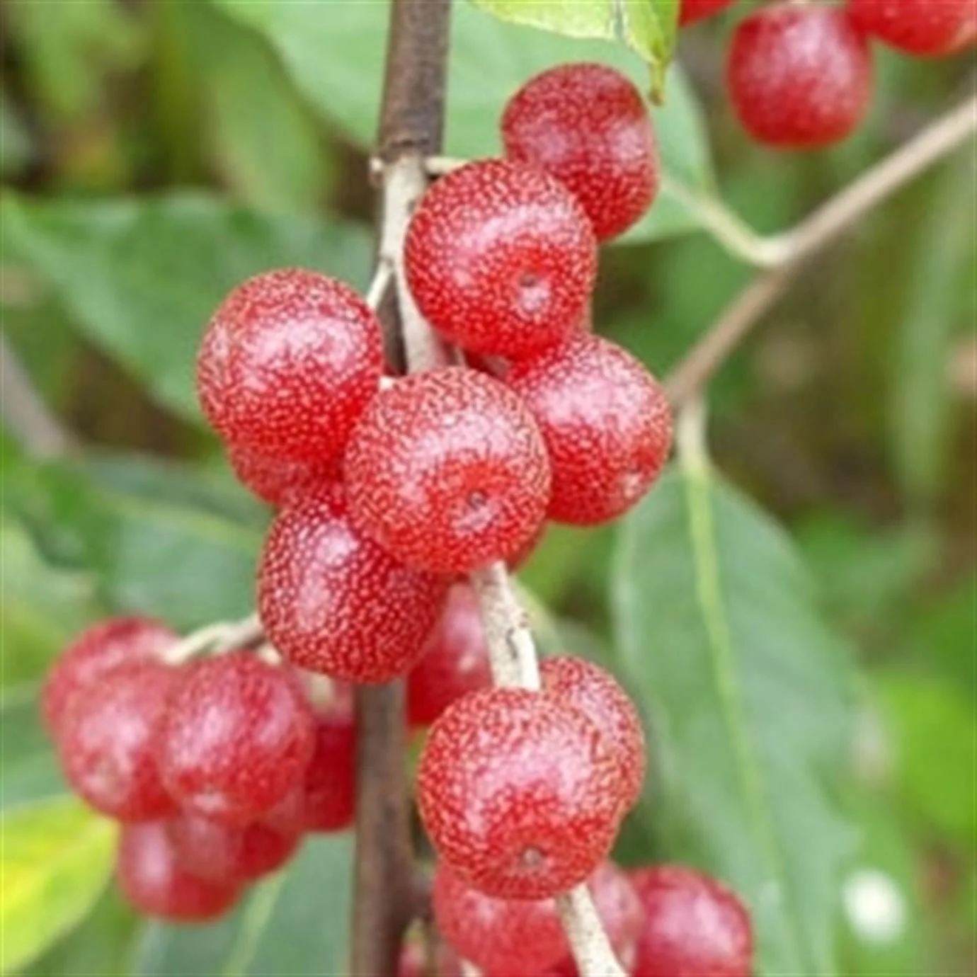 Picture of Kırmızı Güz Yemişi