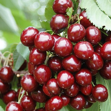 Picture of Kiraz Fidanı