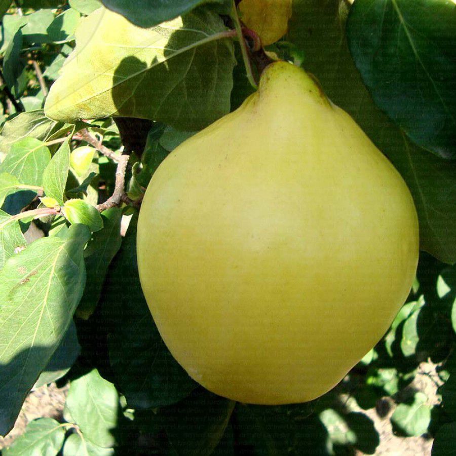 Picture of Ege 22 Ayva