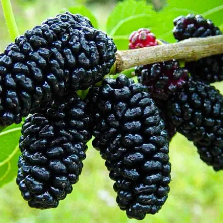 Picture of Avustralya Dut