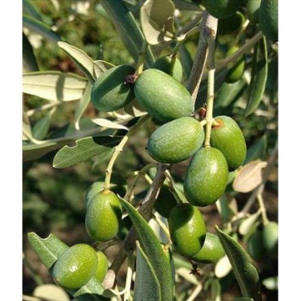 Picture of Delice Aşılı Cekişte