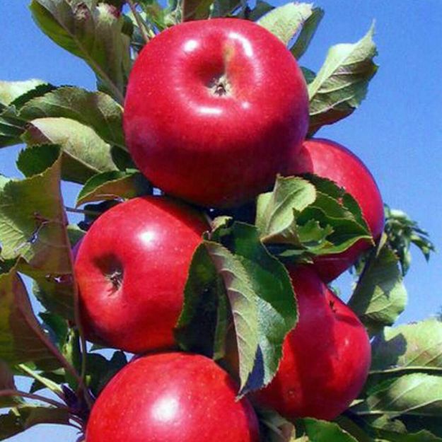 Kırmızı Elma resmi