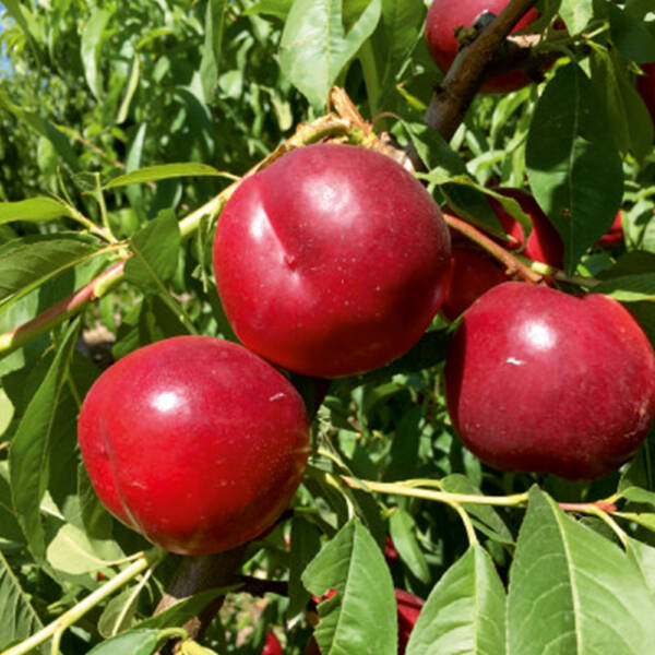 Picture of Nektarin Fidanı