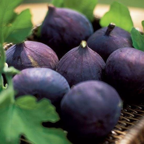 Picture of Bursa Moru