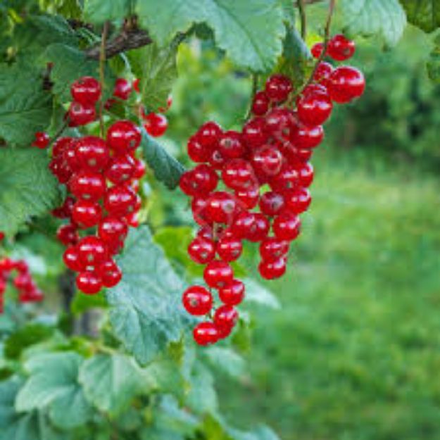 Kırmızı Frenk Uzüm resmi