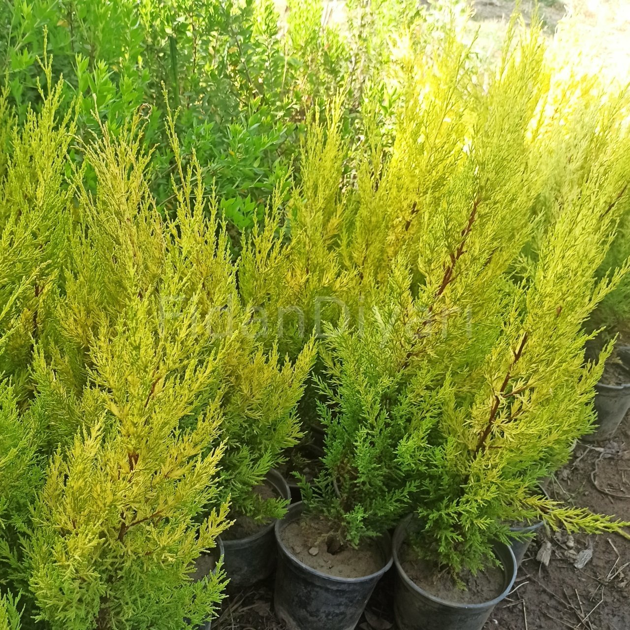 Picture of Limon Servi