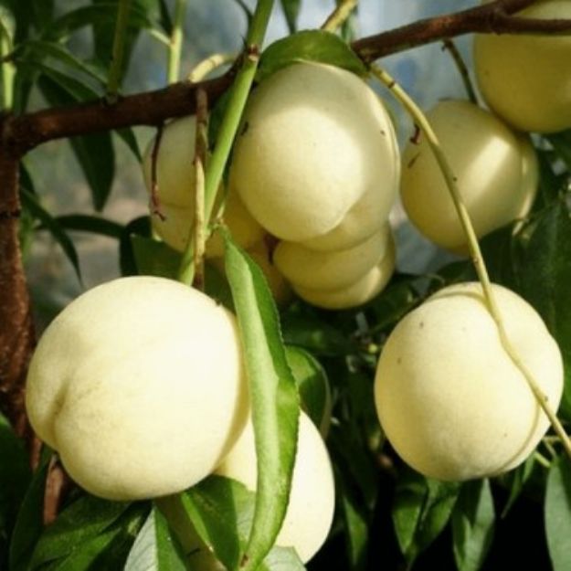 Beyaz Tüysüz Nektarin resmi