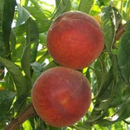 Elegant Lady Seftali resmi